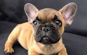 Here is a comprehensive list of traditional french names as well as the most popular names for girls in france and canada today. 70 Female French Bulldog Names The Paws