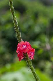 Image result for Stachytarpheta mutabilis