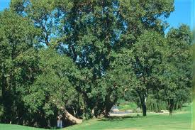 Image result for Combretum erythrophyllum