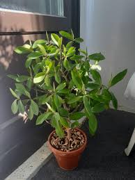 Image result for Euphorbia umbellata