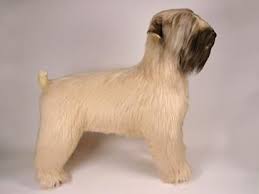 Grobin Wheaten Terrier Dog Luxury Life Size And Large Plush Stuffed Animalshandmade By Piutre In Italy Soft Coated Wheaten Terrier Wheaten Terrier Terrier