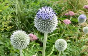 Image result for Haplocarpha scaposa