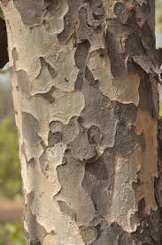 Image result for Stereospermum kunthianum