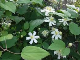 We did not find results for: Clematis Summer Snow Paul Farges Clematis Fargesioides Summer Snow Paul Farges Pflanzen Clematis Kletterpflanzen