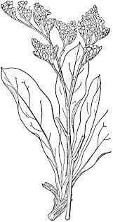 Statice Sea Lavender Symbolises Remembrance Flower Coloring Pages Flower Art Coloring Pages
