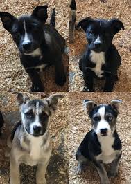 Feel free to browse hundreds of active classified. Culver City Ca German Shepherd Dog Meet Husky Shepherd Mix 5 A Pet For Adoption