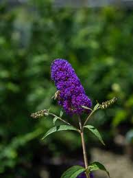 Image result for Buddleja davidii