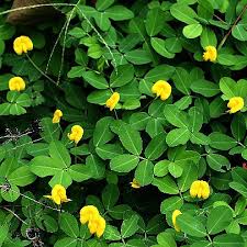 Image result for Arachis hypogaea