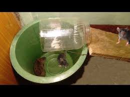 This balloon mouse trap is effective for trapping several mice at once. How To Make Bucket Mouse Trap Simple Homemade Mouse Trap Homemade Mouse Traps Bucket Mouse Trap Mouse Trap Diy