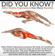 Benefits Of Adho Mukha Kapotasana Yoga Benefits Yoga Anatomy Yoga Postures