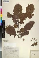 Image result for Monotes africanus