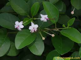 Image result for Volkameria