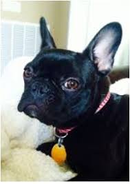 Maybe you would like to learn more about one of these? A French Bulldog Boston Terrier Mix A French Bulldog