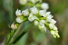 Image result for Schizochilus