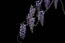 暮春時節的紫藤花 怎麼拍好看 試試這5個技巧與思路 壹讀 flowers plants dandelion