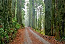 Maybe you would like to learn more about one of these? Jedediah Smith Redwoods Sp