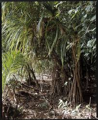 Image result for Pandanus candelabrum