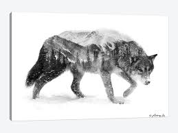Drawing a realistic wolf is easier than you may think. Black White Wolf I Canvas Artwork By Andreas Lie Icanvas