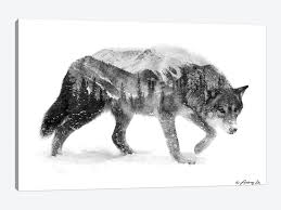 Learn to draw a gray wolf with easy to follow instruction along with images. Black White Wolf I Canvas Artwork By Andreas Lie Icanvas