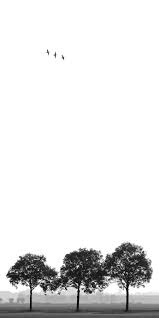 Minimalist Black And White Photography Black And White Tree Black And White Beach Minimalist Photography