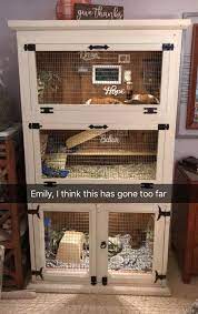 Pin On Pets