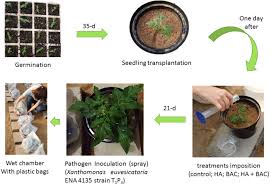 Image result for tomato seedling xanthomonas vesicatoria