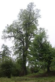 Image result for Necepsia castaneifolia