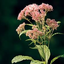 Image result for Pycreus mortonii