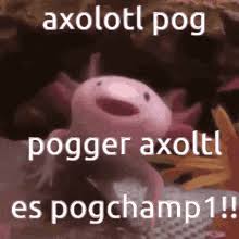 #digital 2d #animals & wildlife #character animation #gif #axolotl #cute #minecraft. Axolotl Among Us Gif Axolotl Amongus Minecraft Discover Share Gifs