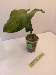 Image result for Cyanastrum