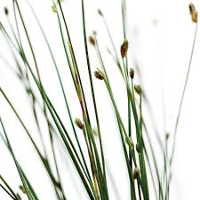 Image result for Isolepis sp.no.1