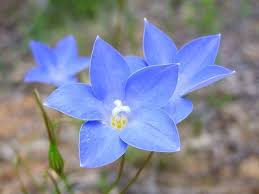 Image result for Wahlenbergia perrottetii