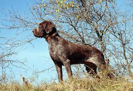 We did not find results for: German Shorthaired Pointer Standing On Grass Hill By Tree Blue Sky Kimballstock