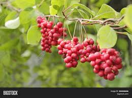 We are a family owned and operated nursery in portland oregon. Red Fruits Schisandra Image Photo Free Trial Bigstock