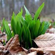 Recette tarte à l'ail des ours : L Ail Des Ours Un Delice Souvent Meconnu