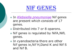 Nitrogen Metabolism Fixation Submited By Anjali Rai Msc P Biotechnology Msc P Biotechnology Ppt Download