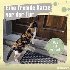 Sie machen den garten häufig selbst besonders einladend für fremde katzen. Fressnapf Deutschland Es Miaut Vor Der Tur Und Ihr Wisst Nicht Wem Das Kleine Katzchen Gehort Und Was Ihr Tun Sollt Tatsachlich Ist Dieses Szenario Gar Nicht So Selten Wie Man