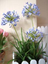 Miniature Blue Agapanthus Miniature Plants Miniature Fairy Gardens Mini Plants