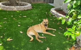 This potty patch is ideal for puppies that need to be trained as well as older dogs that may have difficulty getting outside. Creative Upgrades For The Best Artificial Grass For Dogs In Stockton