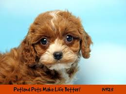 Thank you so much for my lovely cavapoo puppy.she is so fluffy, energic. Cavapoo Dog Female Red W White 2681410 Petland Pets Puppies Chicago Illinois