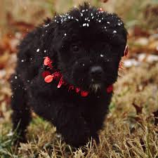 Personalidad y temperamento del bouvier des flandres. Bridgemont Family Farms Home