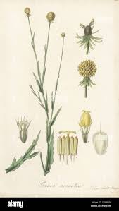 Sneezeweed, Helenium aromaticum. Seeds brought from Quintero, Chile, by  British travel author Maria Graham, Lady Callcott, in 1824. South American  chamomile, Graemia aromatica. Handcoloured copperplate engraving by Joseph  Swan after a botanical