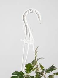 Image result for Rhoicissus rhomboidea