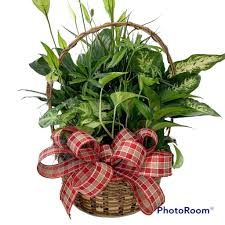 Aimee Packard Obituary March 24, 2025