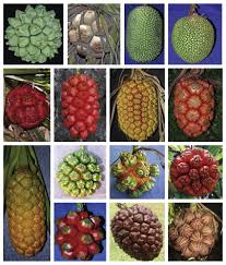 Image result for Pandanus