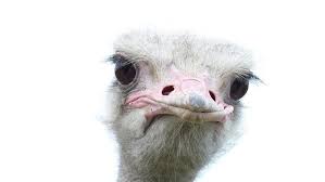 komische vogel vogel komisch vogelstrauss