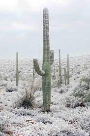 The giant saguaro cactus or carnegiea gigantea is the official state symbol of the state of arizona, and in general for the sonoran desert. Giant Saguaro Cactus Succulent Seed Carnegiea Gigantea Cacti Etsy Tucson Arizona Saguaro Cactus Arizona Landscape