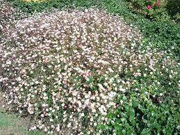 Image result for Erigeron karvinskianus