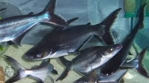 We did not find results for: 13 Cara Mengatasi Ikan Patin Sakit Arenahewan Com