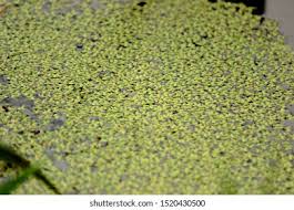Image result for Lemna aequinoctialis